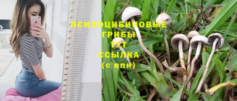 мега ссылка  Кисловодск  Галлюциногенные грибы Cubensis 